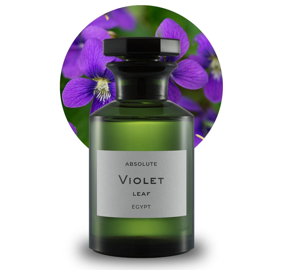 00221589_Violet_leaf_Absolute_ 